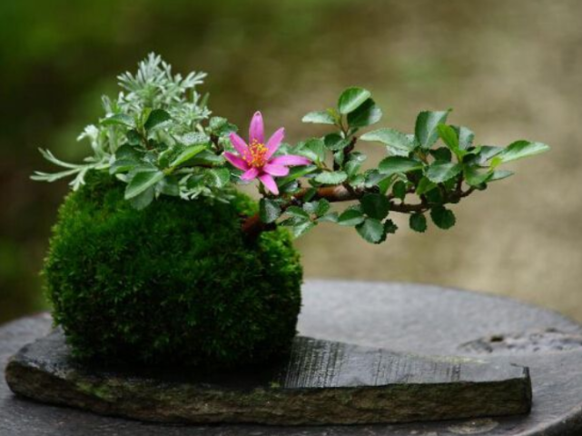 苔玉盆景 于无为处显丘壑 不经意间露春色 苔玉盆景 盆景 植物花卉 日本盆景 苔藓