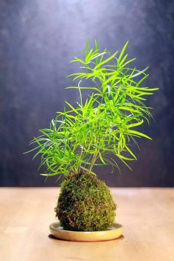 苔玉盆景 于无为处显丘壑 不经意间露春色 日本盆景 苔藓 苔玉盆景 盆景 植物花卉