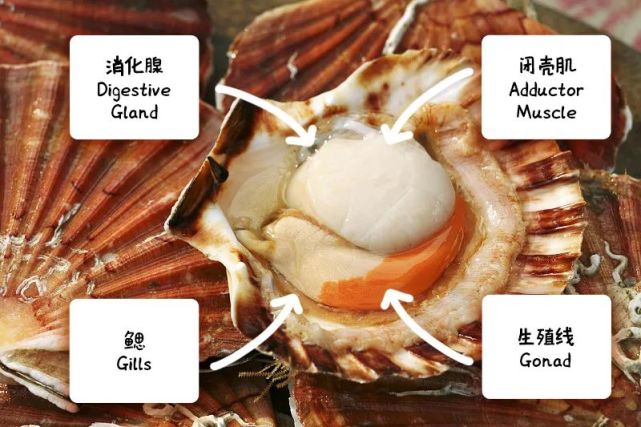 做出鲜美菜肴,今年的干贝终于来咯|瑶柱|炒饭|菜肴|扇贝|鲜味|北戴河