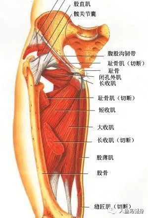 我们都知道大腿肌肉群是人体最大的肌肉群,分为前