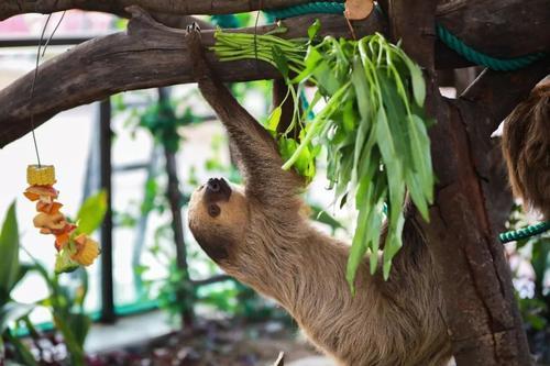 澳大利亚树懒行动如此缓慢,捕食者一口一个,为何没被吃灭绝