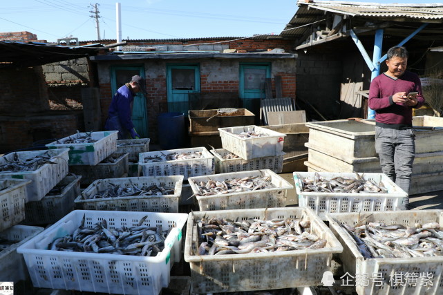 东北晒鱼户有多少技术玄机20多年练就一眼准一天能卖一两万