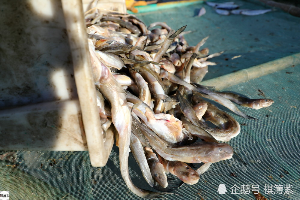 东北晒鱼户有多少技术玄机20多年练就一眼准一天能卖一两万