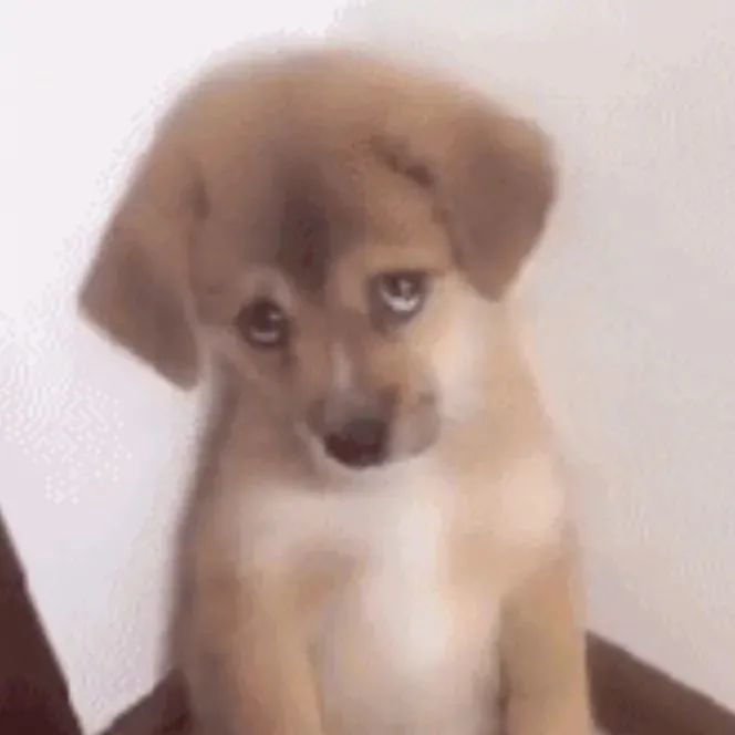 愁眉苦脸小动物合集为你量身打造的表情包