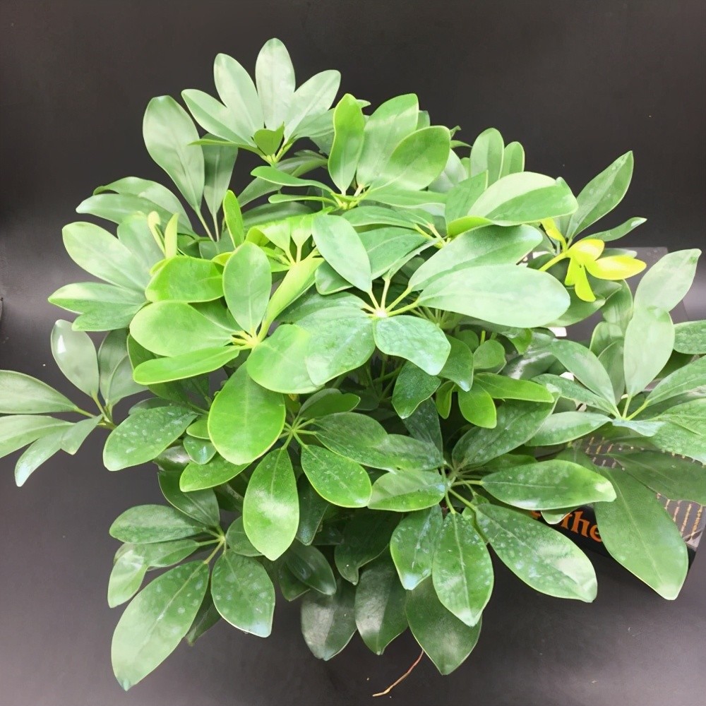 绿油油的鸭掌木十分好看怎么才能让叶爆盆这几步不能少