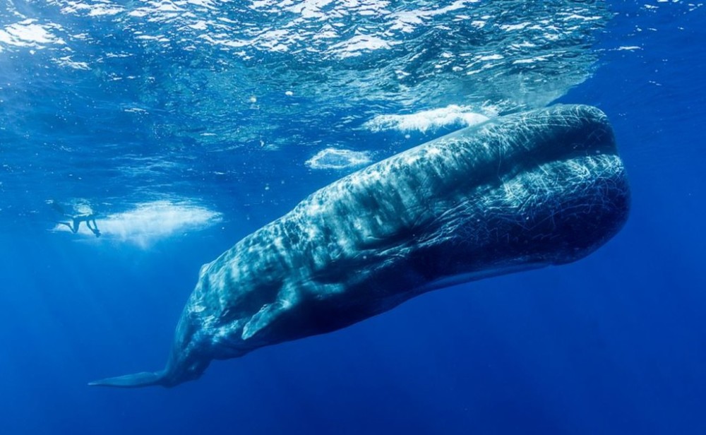 超罕见"抹香鲸喂奶"画面 鲸鱼宝宝"水中接奶"萌翻