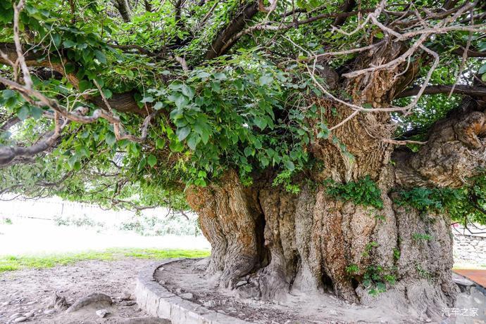 没有雪山的西藏雨季的林芝一派清新