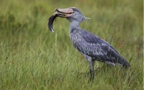 喜欢吃鳄鱼的呆萌鸟进食前还要对鳄鱼羞辱一番太奇葩了