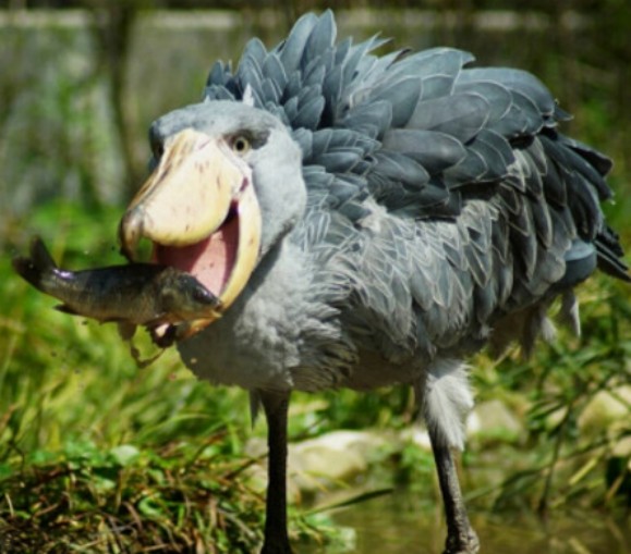 喜欢吃鳄鱼的呆萌鸟进食前还要对鳄鱼羞辱一番太奇葩了