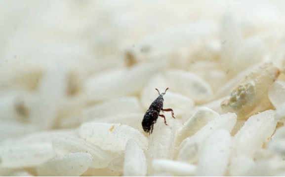 久放的米会长出虫子,这些虫子从哪来的?