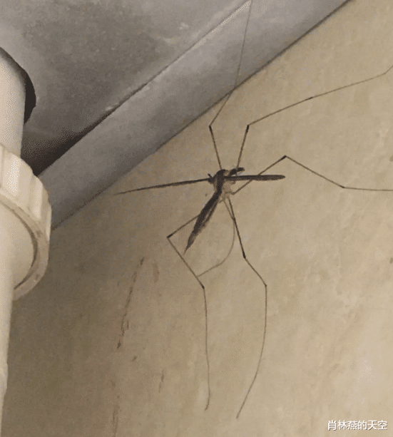 一黑,飞过来一只巨型的大蚊子,把他吓了一跳,这蚊子腿长大约五六厘米