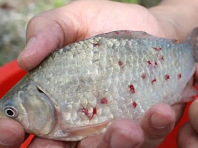 这个时期锚头鳋一旦防控不住,可能会导致水霉病的出现!_腾讯新闻