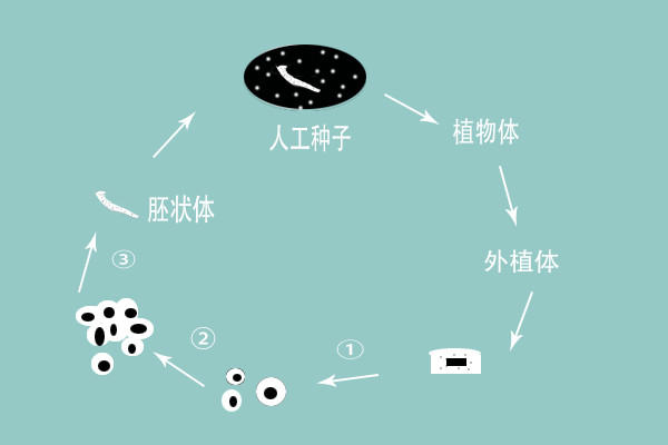 神奇的人工种子你了解多少