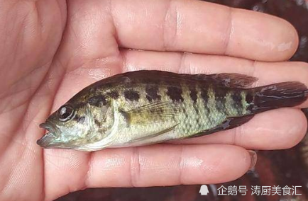 6,淡水石斑魚蝦虎魚又名地趴虎,特點是身體細長,體型小,大多數短於10