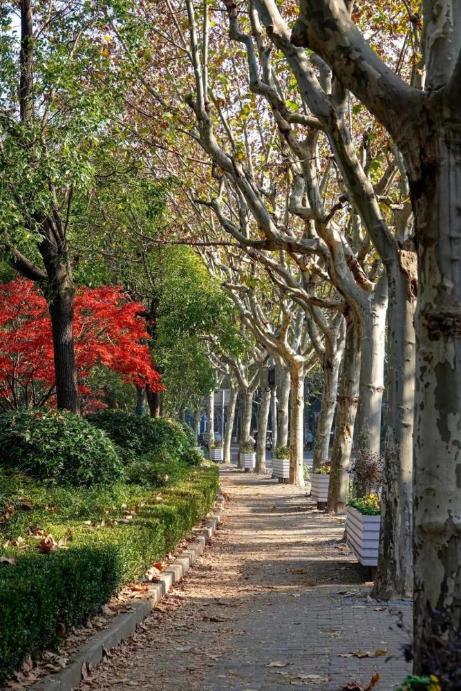 上海今年落叶不扫景观道公布浦东这4条黄金大道美翻啦