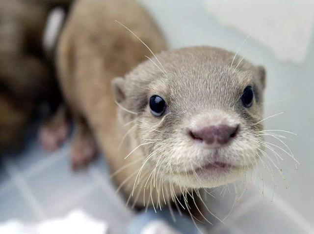 鳄鱼也有可能会被它吃掉,不过在家中被人们当宠物养的水獭却跟野外的