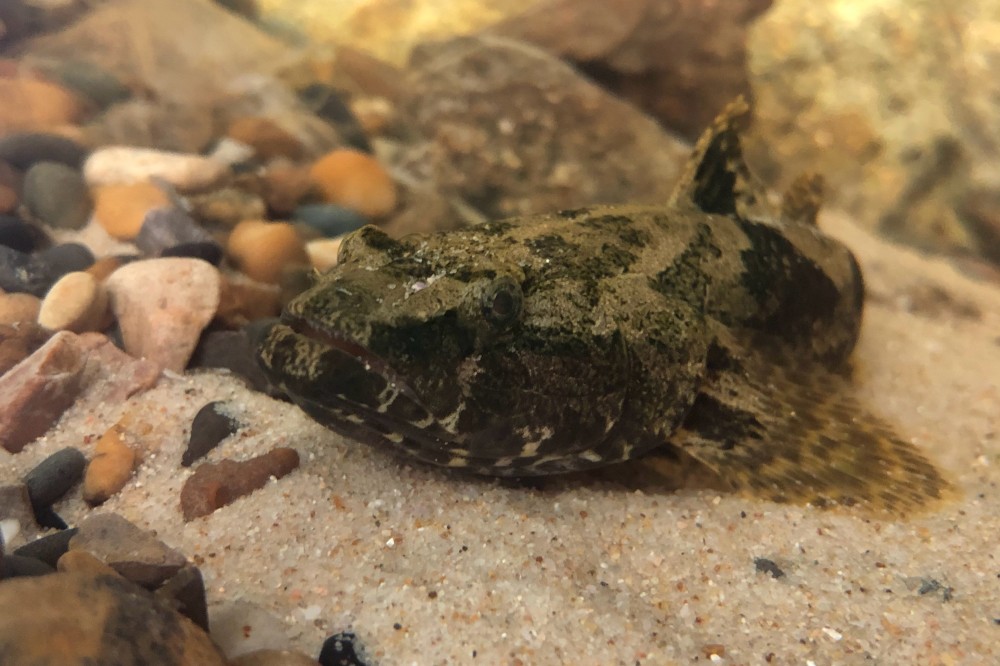 在农村有种"虎头鱼"越来越稀有,100元一斤未必能买到_腾讯新闻