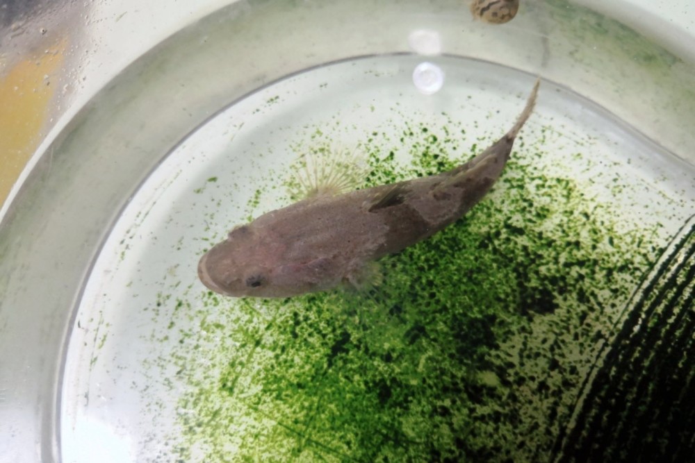 虎头鱼的结构及生活范围因为长的头比较大,虎头虎脑