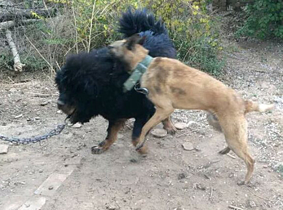 看见藏獒被铁链拴着,土狗兴起上前挑衅,隔了会却让人心疼了_腾讯新闻
