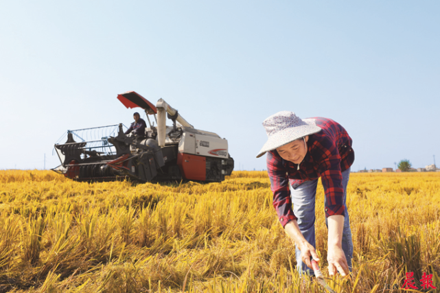机械收割和人工收割同时抢收晚稻.