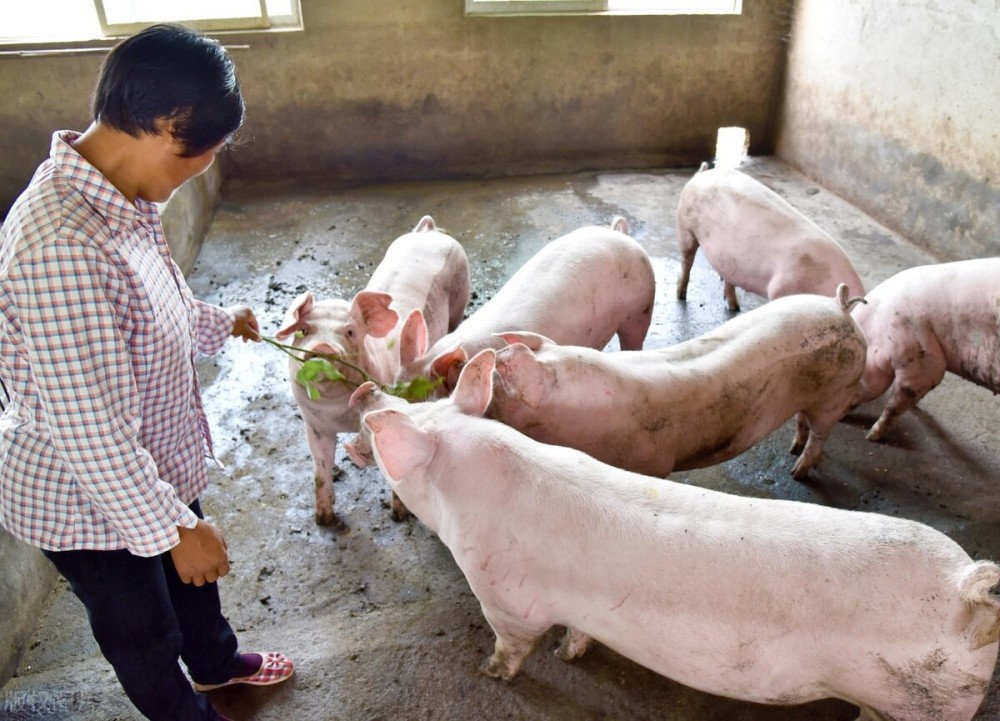 如果猪价持续下跌,谁会先撑不住?是规模化养猪场,还是小散户?