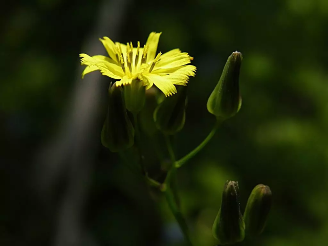 原创 枫叶苦菜花 苦菜花