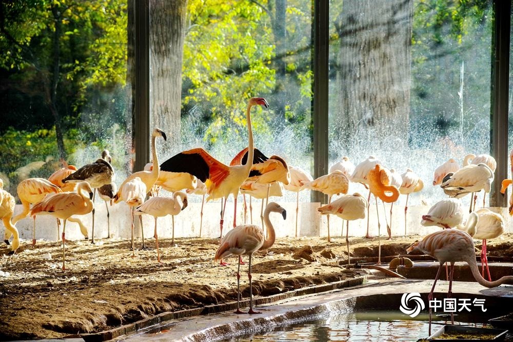 北京动物园拍鸟图片