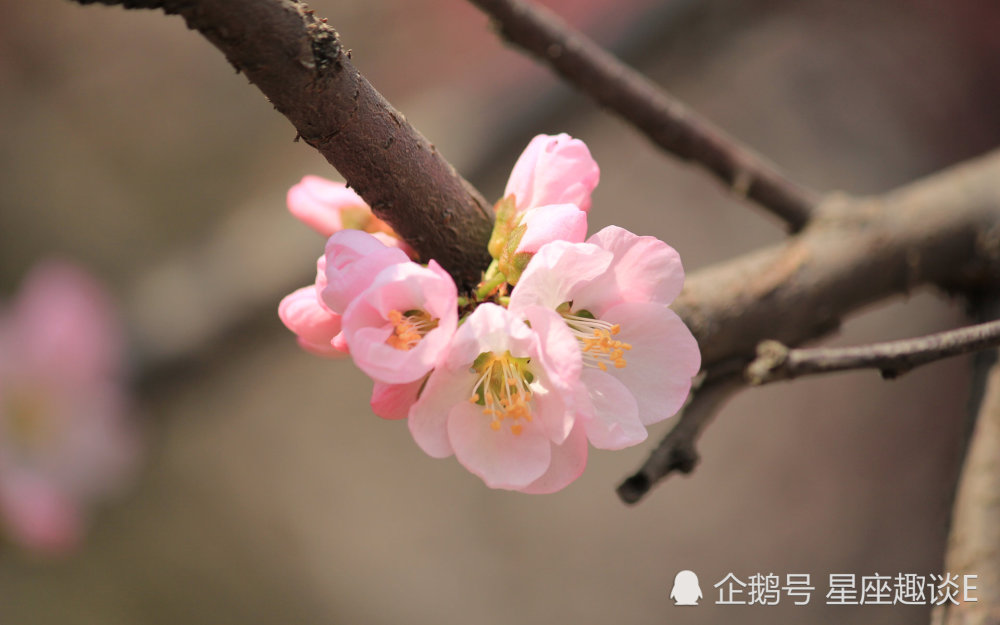 11月11日星座运势 重拾锐气 后来居上的四大星座 腾讯新闻