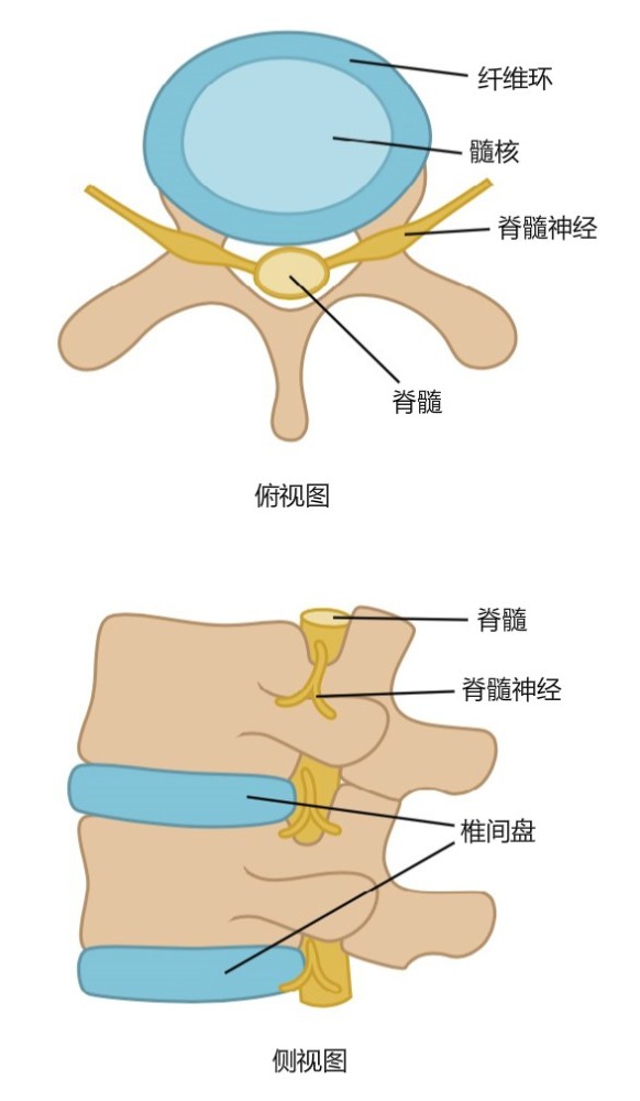 仰卧起坐伤腰椎这个传言今天说清楚