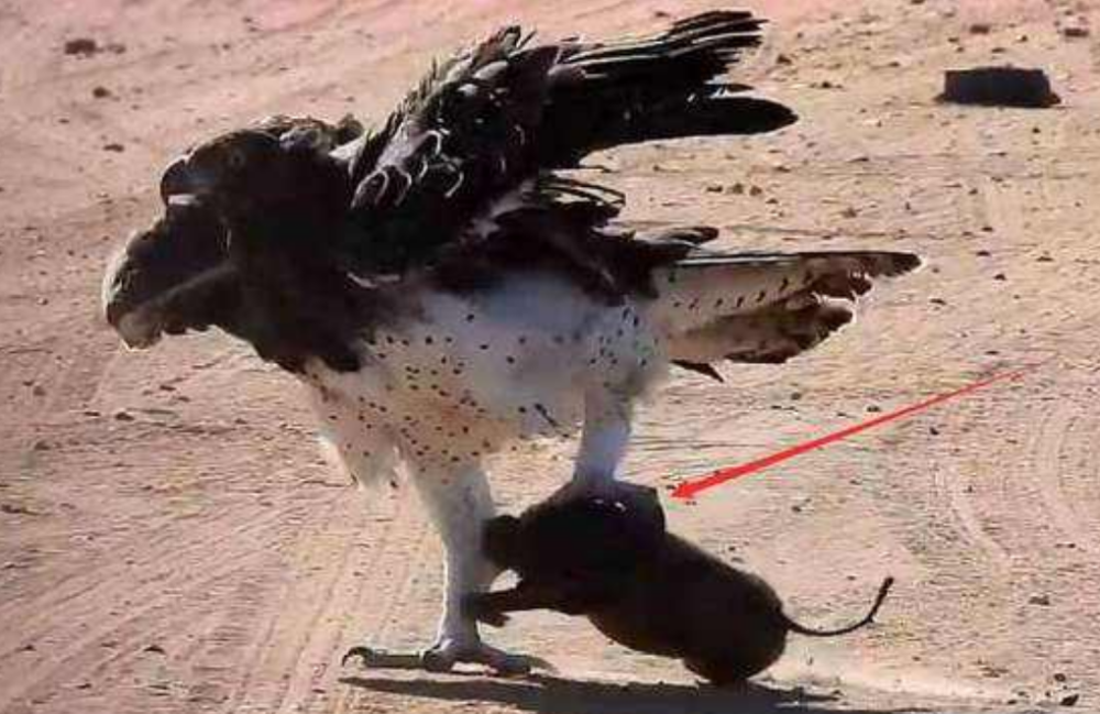 老鹰捉到一只野猪下一秒忍住别笑镜头全程记录