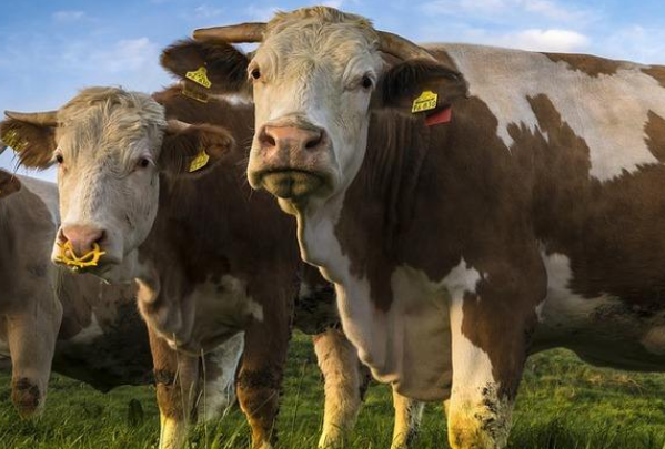 需要注意的是自身思维,多吸取新资讯,不能因为多愁而忧郁或钻牛角尖.