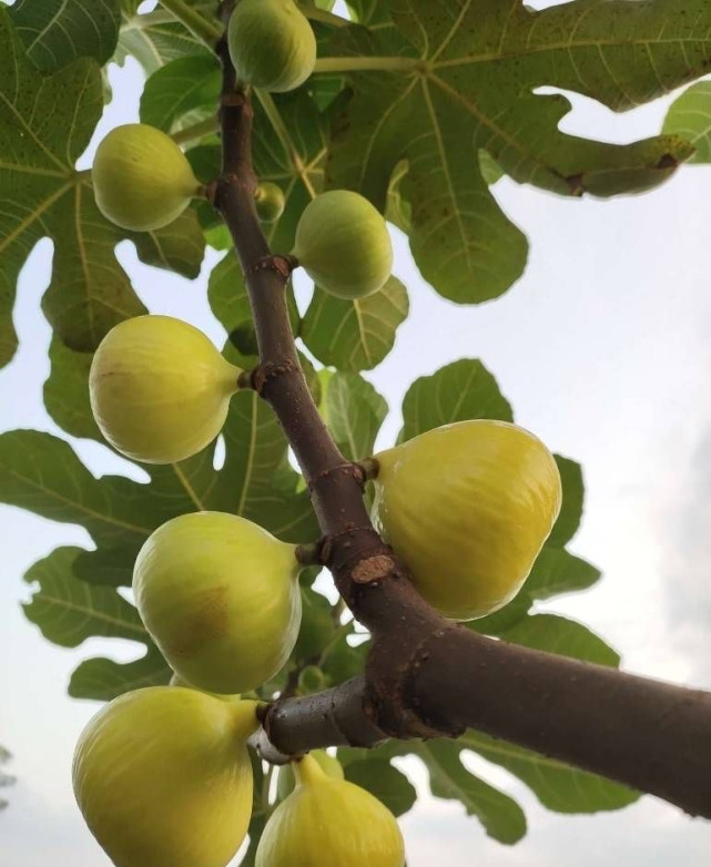 超大特価 現品 落葉樹 盆栽 Carica イチジク属 無花果 観賞用 Ficus イチジク クワ科 いちじく 花 観葉植物