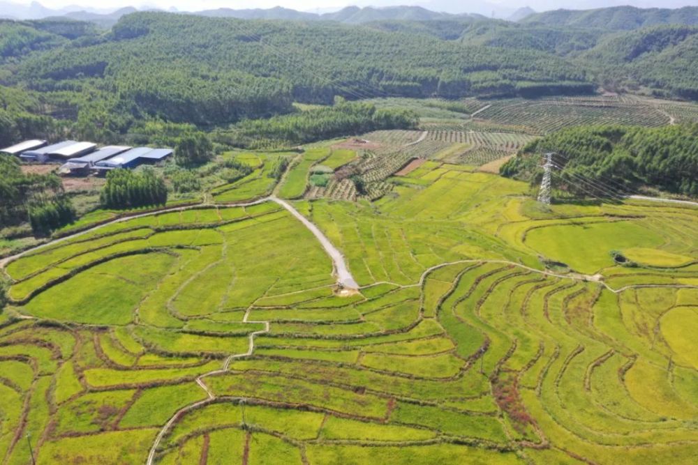 走向我们的小康生活北良村龙养屯400亩旱地变优质水田马山旱改水项目