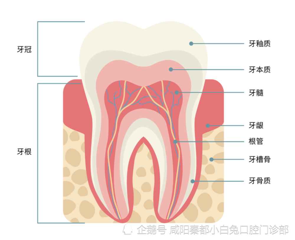 牙齿到底是什么颜色 怎样的牙黄症状才需要对症下药呢 腾讯新闻
