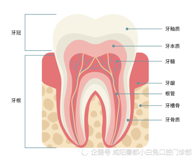 六龄齿是什么齿第一大臼齿又是什么牙