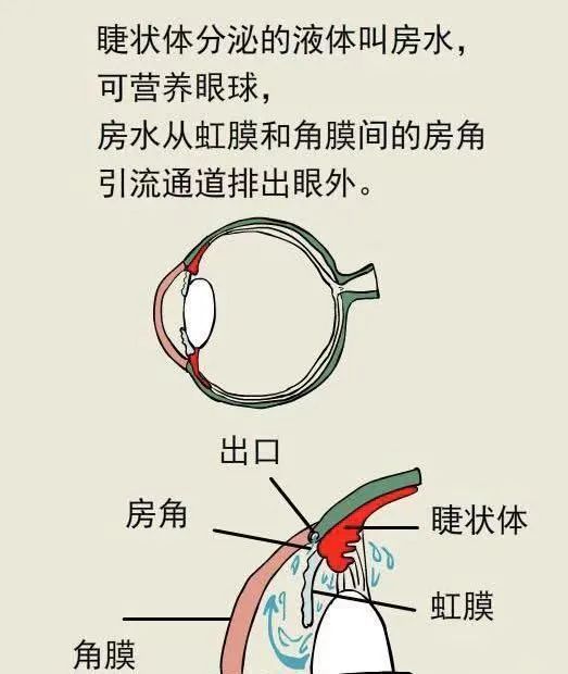正常情况下,房水的产生与排泄处于动态平衡当中,一旦
