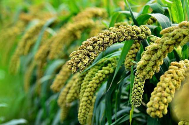 小米比大米营养高吗?