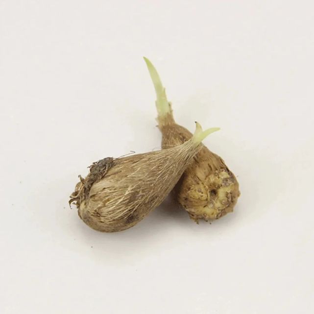 秋季种小苍兰,掌握好几点,春节前后花香四溢