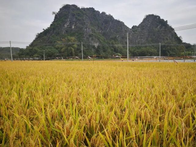 高质量发展袁隆平超级杂交有机水稻在广东试验种植成功