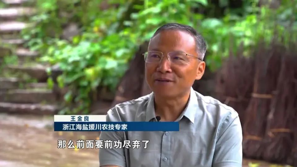 大山深处的浙江人千里岷山千里情丨农技专家王金良四次延长援建期