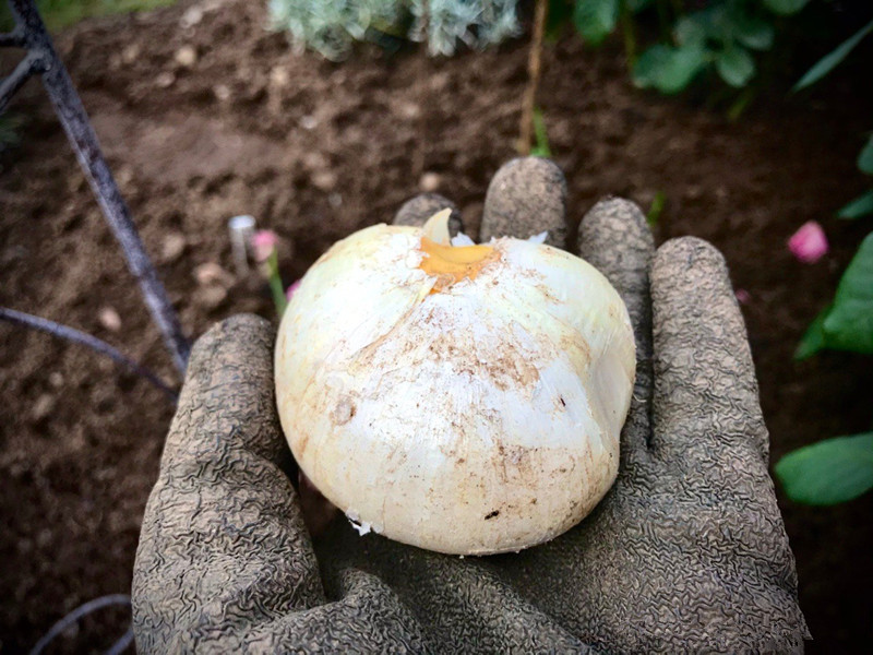 大花葱的种球大花葱属于球根植物,地下部分有肉质根鳞茎,直径约3厘米