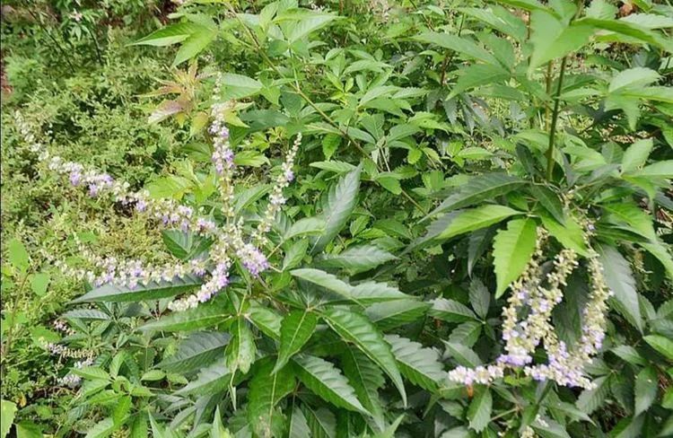 故事树之七黄荆