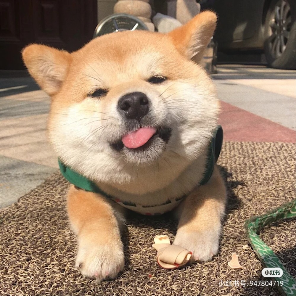 可爱柴犬头像分享 腾讯新闻