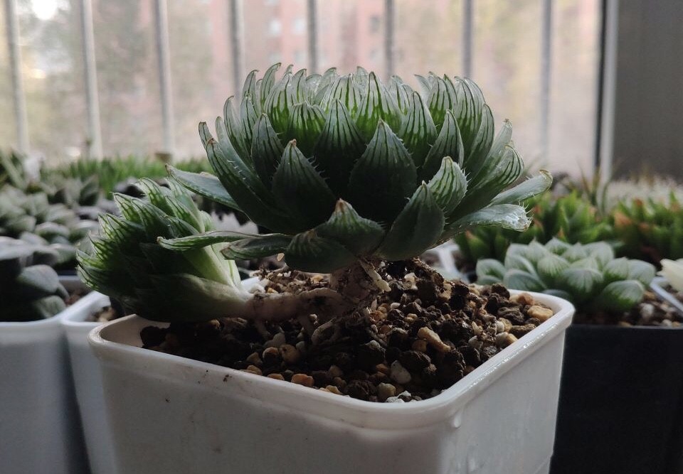 养多肉"玉露",教你"4个方法",能变老桩,叶子晶莹剔透_腾讯新闻