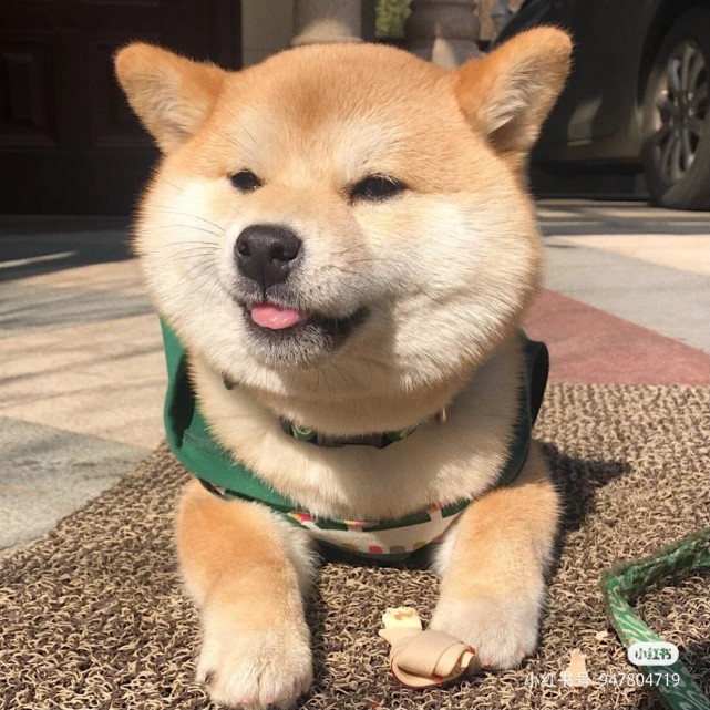 可爱柴犬头像分享