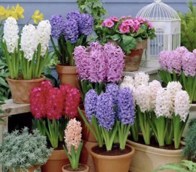 谁说风信子是 一次性 花卉 他持续养了5年都在开花 小崽爆盆 腾讯网