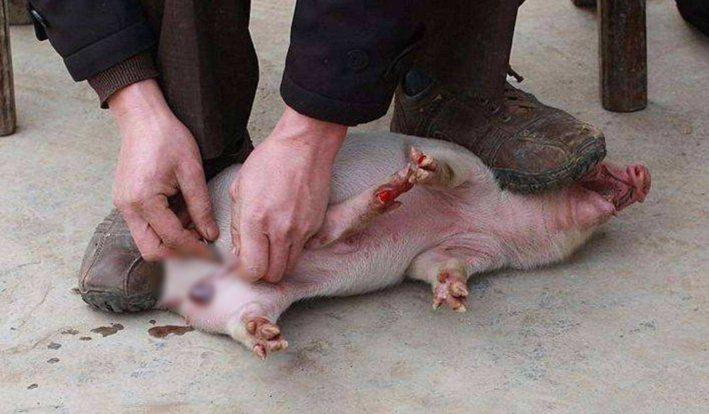 女养猪户劁小猪图片