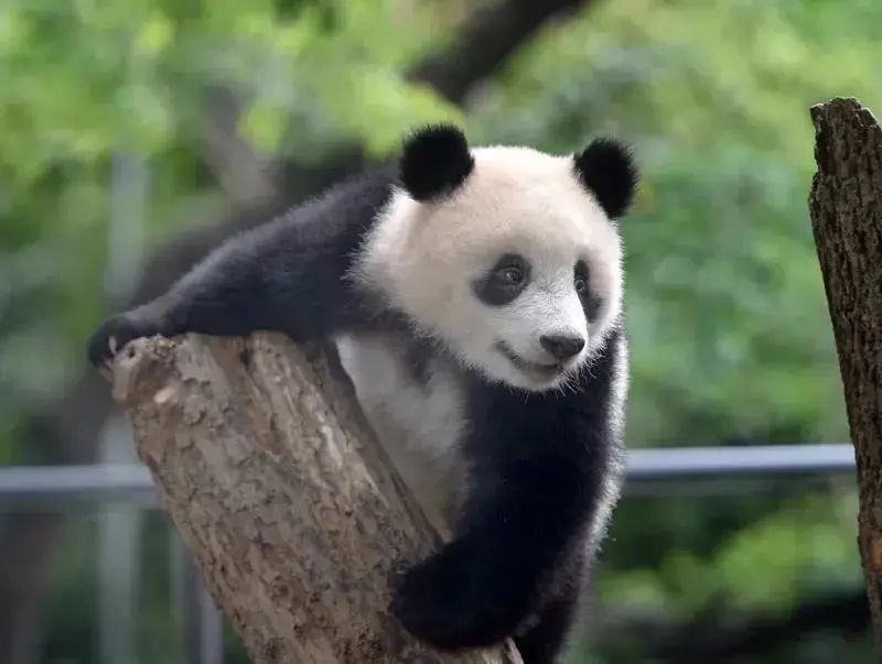 上野動物園的熊貓香香即將回國日本鄉民按捺不住了