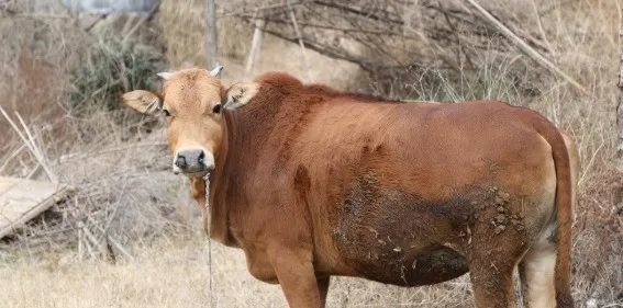 牛流口水,不吃草可能是什么病?