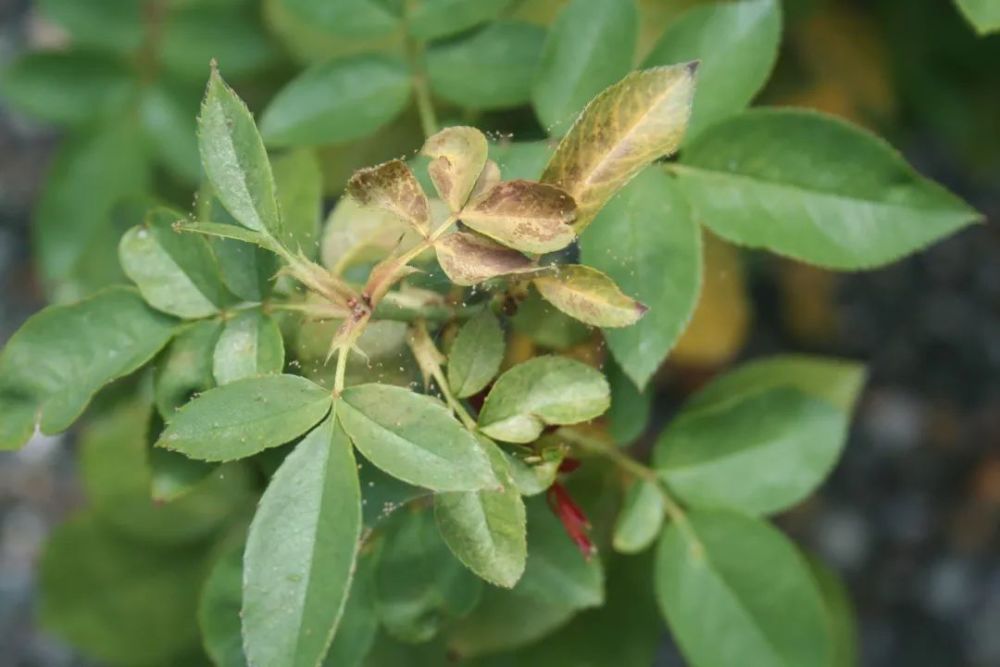 植物感染红蜘蛛的原因如何快速有效清除这种害虫